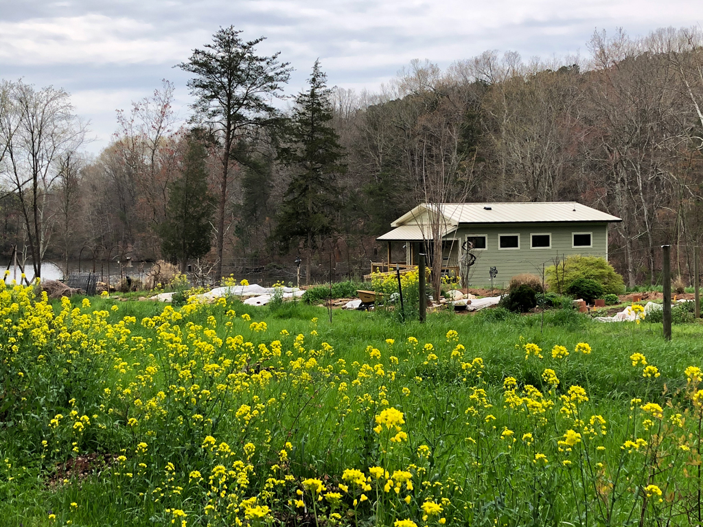 Green cabin near pond with yellow wildflowers